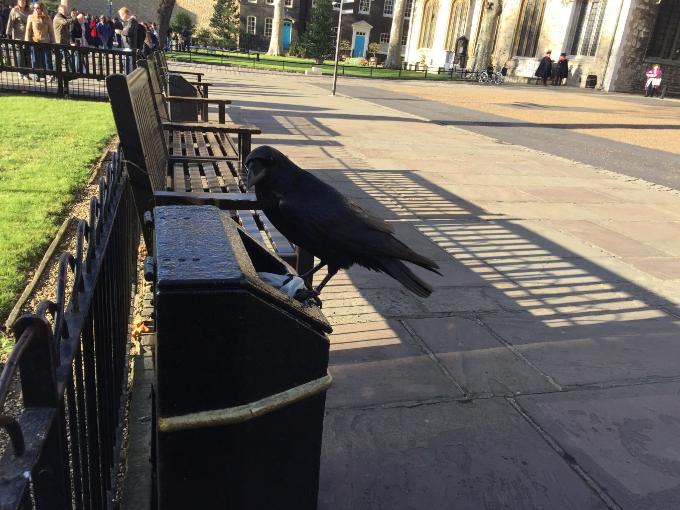 Uno de los cuervos de la Torre de Londres. 10 curiosidades de Londres