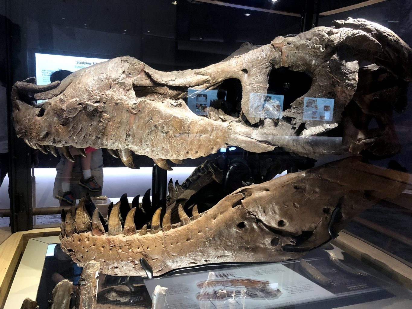 Cráneo original de Sue. Field Museum