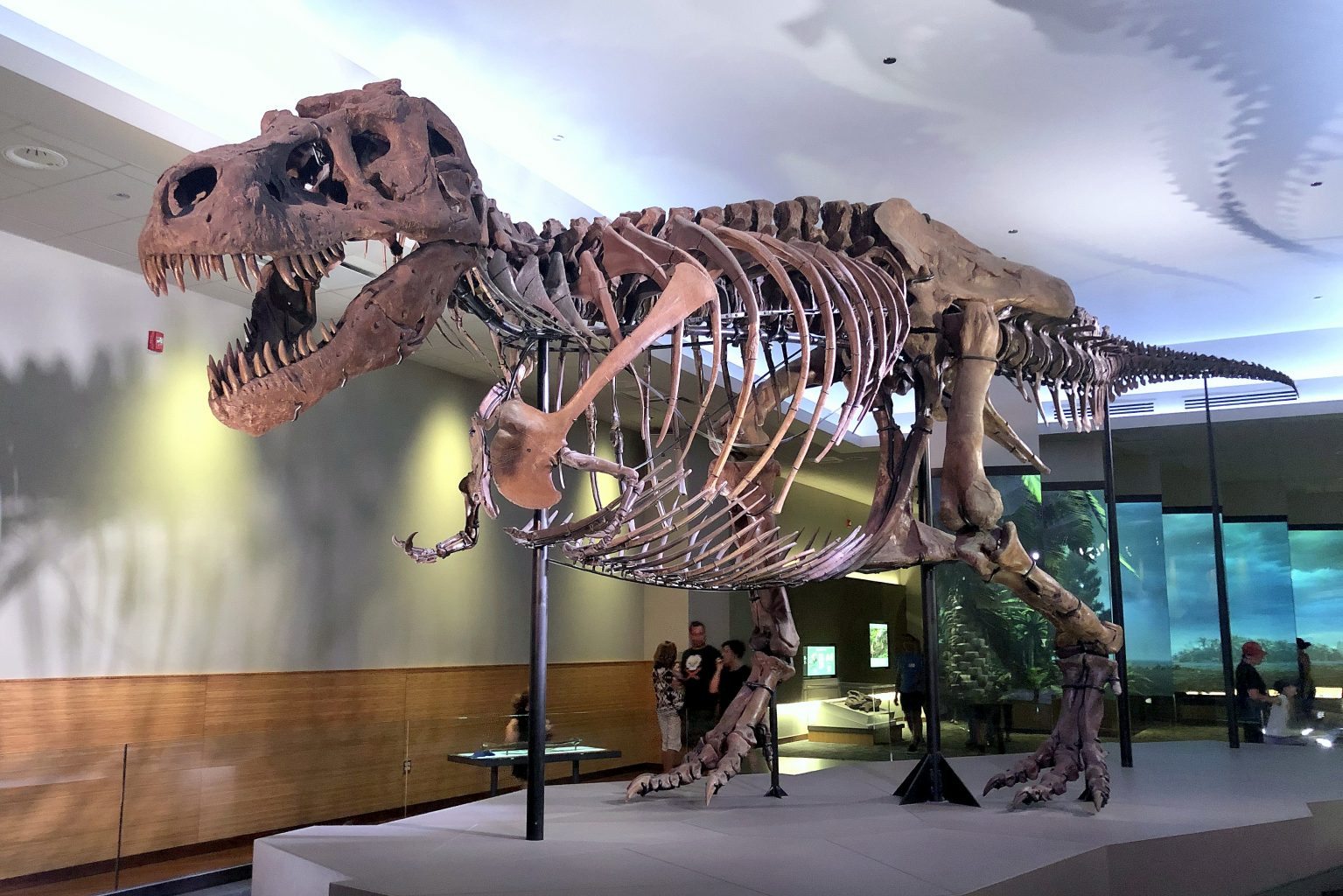 Sue, el Tyrannosaurus Rex. Field museum