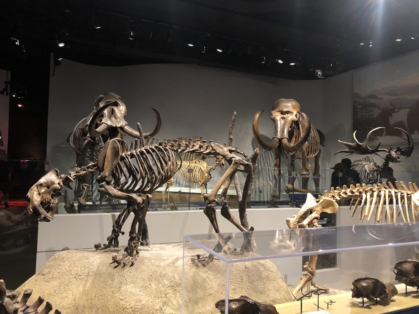 Field Museum, el museo de Historia Natural de Chicago - Viajes Globetrotter