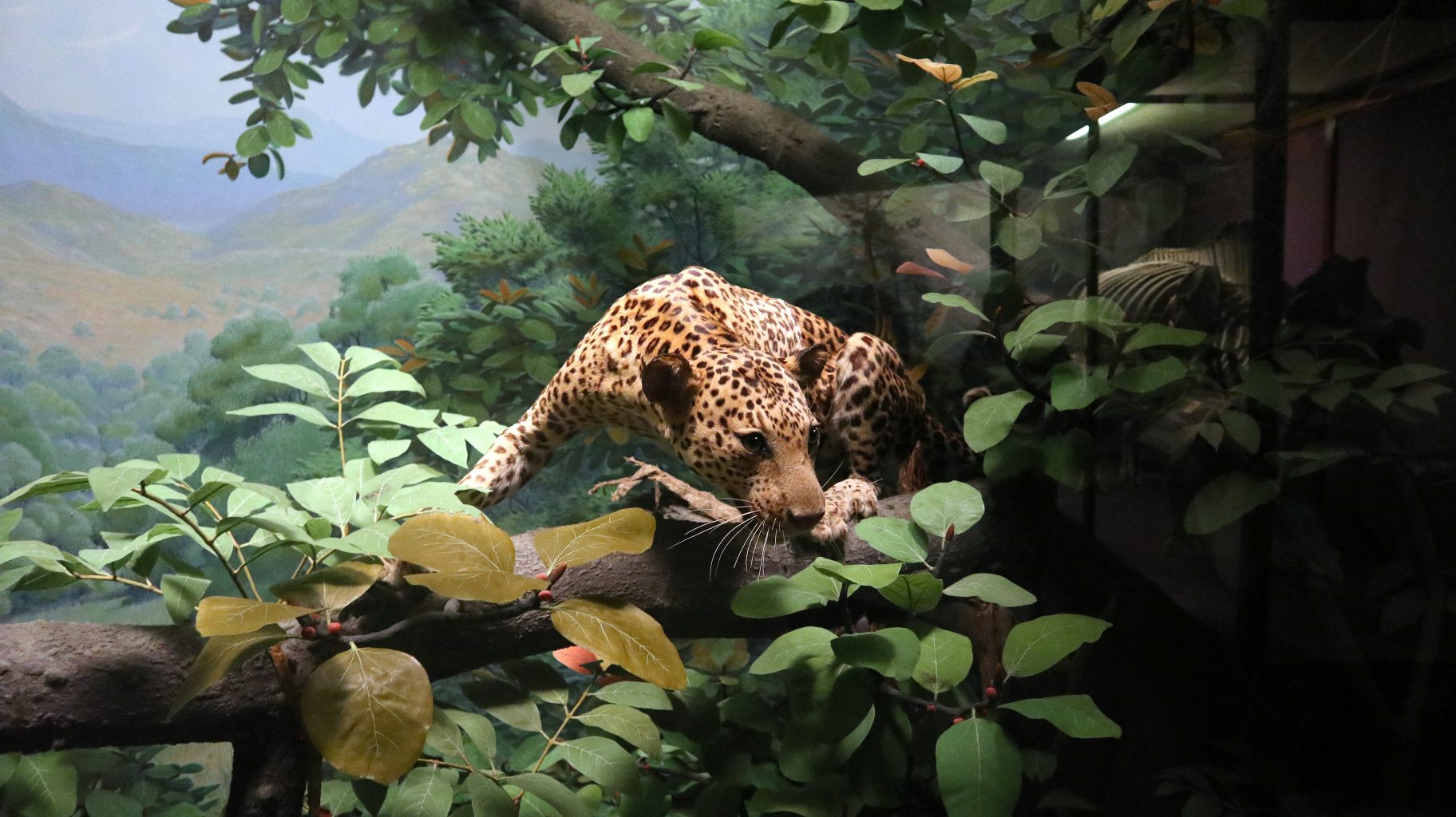 Leopardo disecado. Field Museum