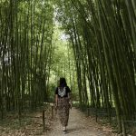 Camino de bambú verde. Visitar el Jardín Histórico-Artístico del Parque Natural de Bertiz
