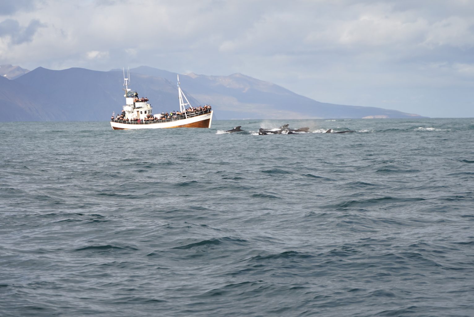 Ballenas en libertad en Husavík. Ruta de 15 días por Islandia en furgoneta camper