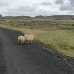 ovejas en la carretera. Consejos para conducir en Islandia